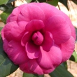 Nancy Hardison